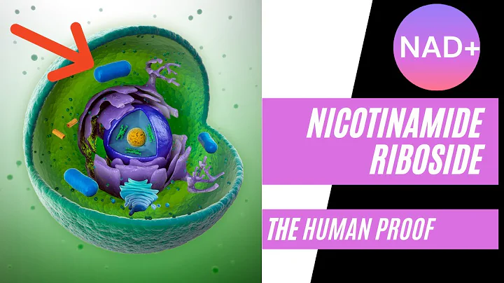 Nicotinamide Riboside: The Human Proof