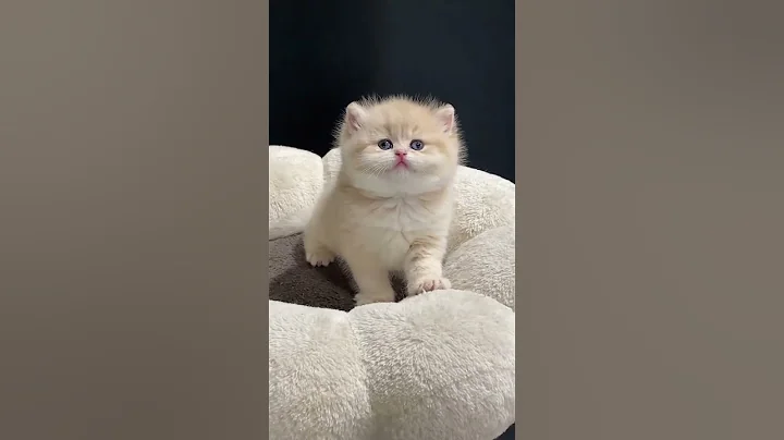 Kitten meowing 😻 | Cat sound | Cat video |Cat | Cat voice | Persian cat#meow #puppy #dog #viral