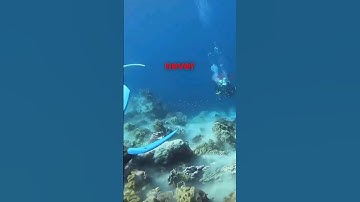 Terrified Divers Experience Earthquake