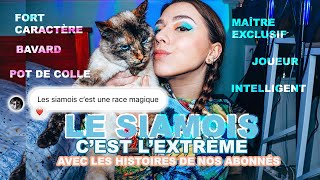 Vivre avec un Chat SIAMOIS  | Je mène l’enquête (Préjugés, Témoignages ... )