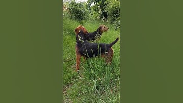 Working Lakeland Terriers in the UK
