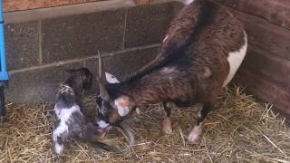 Goat Gives Birth!