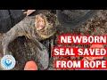 Newborn Seal Saved From Rope