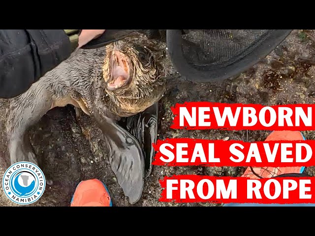 Newborn Seal Saved From Rope class=