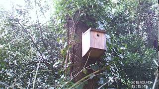Blue tits nesting at Stansfeld Park, Oxford