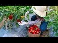 Harvesting colored peppers, packing colored peppers | Agri-farm