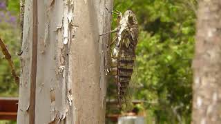 Canto de Cigarra