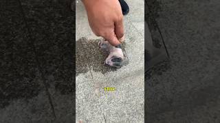 Would you save this puppy? #youtube #foryou #animals #amazing #love #lovestory #youtubeshorts