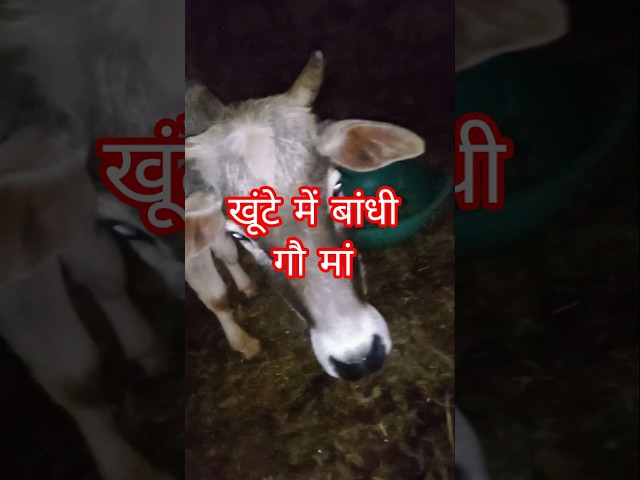 गौ माता