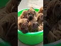 Camadas de hermosos cachorros...Espectaculares bolas de pelo!!!