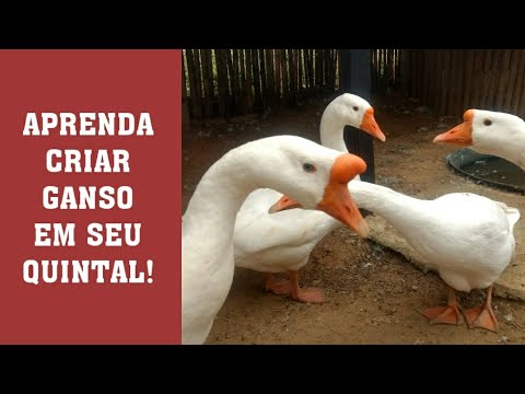 Vídeo: Aves de ganso - mantendo em casa, descrição e características