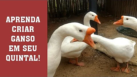 O que é preciso para criar ganso?