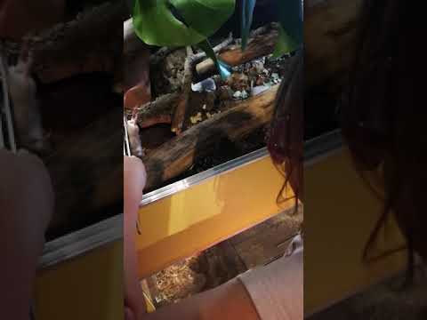 camera iphone 8 plus apk pantherophis guttatus nourrissage