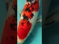 Koi breeding part #3!