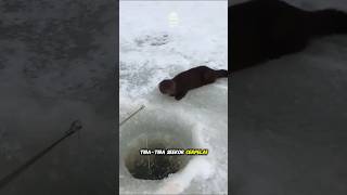 Cerpelai Ini Datang Setiap Hari Cuma Buat Minta Ikan ke Si Pemancing