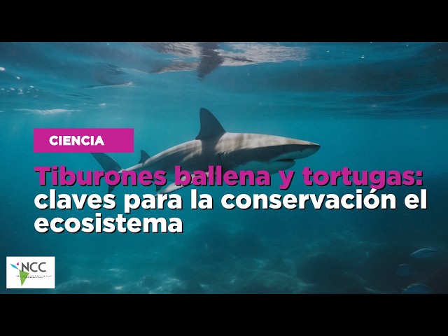 Tiburones ballena y tortugas: claves para la conservación el ecosistema