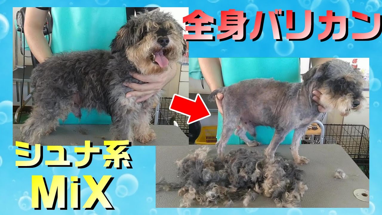 シュナウザーさま トリミング】5倍速でわかる！シュナ系MiXのトリミング（全身バリカン