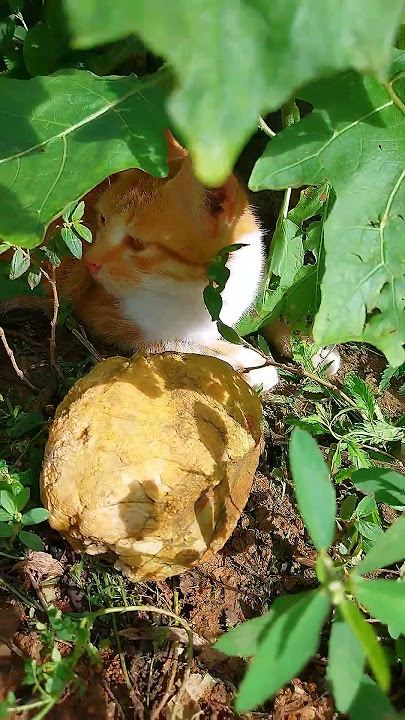 Kucing oyen... #kucingoyen #cat #kucinglucubandung #shortvideo #kitten #videoshort #kucing