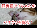 野良猫アイちゃんのハナクソを取る!
