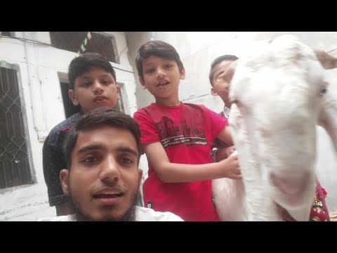 #Bakra Eid 2019
