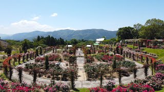 【満開】かのやばら園　Kanoya Rose Garden　2024.5.9