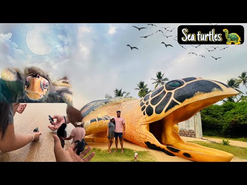 Trip : 01 | sea turtles 🐢 | අහුන්ගල්ල Sri lanka 🇱🇰