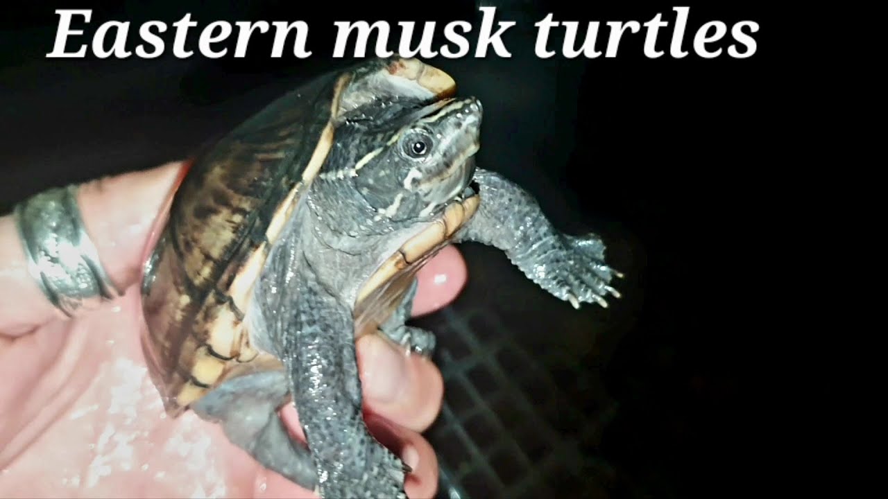TurtleTerrapinTortoiseA small, aquatic, dark turtle with a smooth, domed-lo...