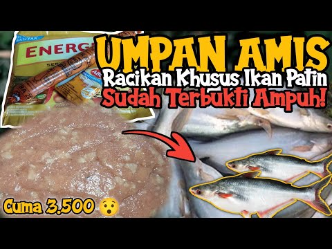 Cara Bikin Umpan Patin Kolam