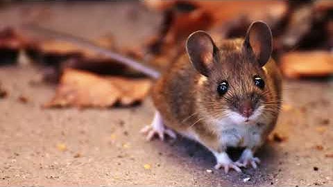 Learn about IRQ - What is IRQ ?