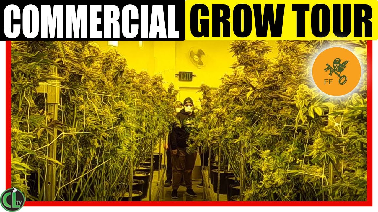 Commercial Weed Grow Tour at Franklin Fields in Lansing, Michigan