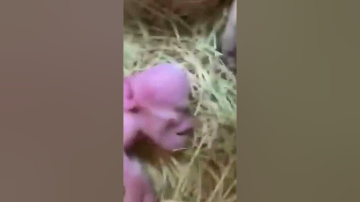BIZARRO! Porco nasce com rosto humano na América do Sul
