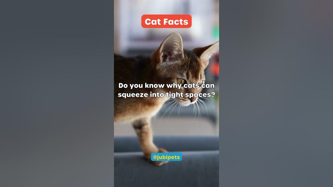Why cats can squeeze into small spaces shorts catfacts shortsfriends