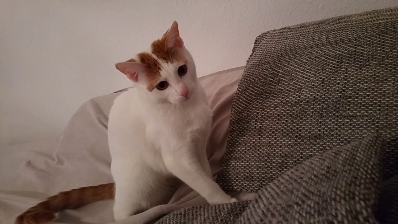 Katze Pamuk spielt - YouTube