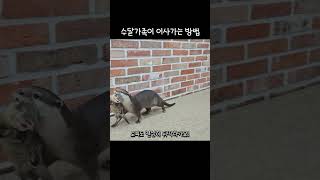 아기수달 가족이 이사가는 방법 #수달 #otter