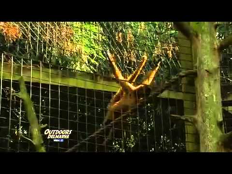 Outdoors Delmarva: Night of the Living Zoo (Preview 2011)