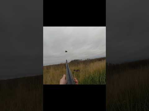 First pheasant of the 2025 season!! ￼#Pheasants #Nodak #UplandGame #OverUnderShotgun #Upland birds ￼