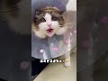 猫にとってつらすぎる直腸検査②#shorts #マカロンdaily #ラグドール #布偶猫 #猫 #病院嫌い