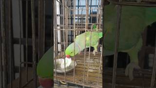 My Talking Parrot Loves Cucumber! 🥒🦜 #shorts #talkingparrot #cuteanimals #birdlovers #usa #canada