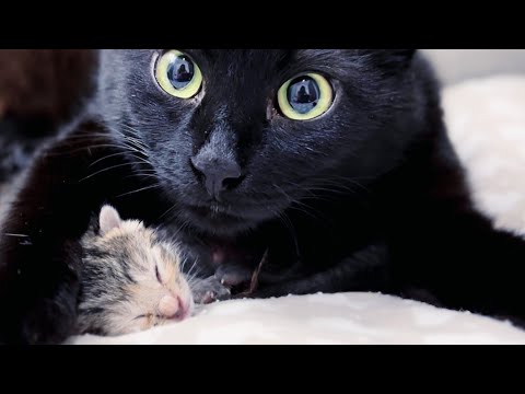 Feral cats co-parenting their kittens!