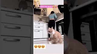 Cadê Minha Comida 🤣🤣 #Videosengraçados #Funny #Shots #Cat #Gatos #Animais #Gatosfofos