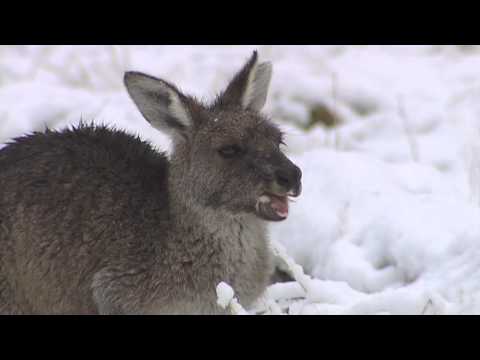 Kangaroos Playing in the Snow - Kosciuszko National Park