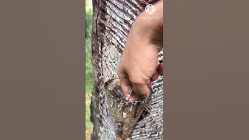 Satisfying videos |  Slow Motion Water Splash | Jungle - Pine Trees