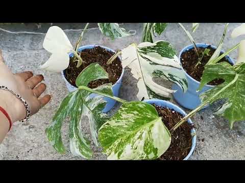 Видео: Градинство с вермикулит - Употреби и информация за вермикулит