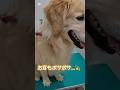 ボサボサわんこからスッキリわんこに変身【goldenretriver】#shorts#dog #goldenretriever #犬 #トリミング