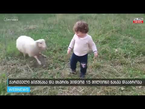 ქართველი ბიჭუნასა და ცხვრის ვიდეომ 15 მილიონი ნახვა დააგროვა