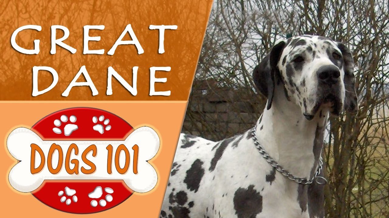 Dogs 101 - GREAT DANE - Top Dog Facts 
