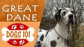 Dogs 101  GREAT DANE  Top Dog Facts About the GREAT DANE
