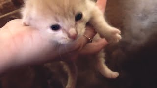 Where did mother cat hide the kittens? life of rescued kittens