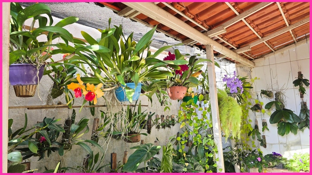 QUAL A LUMINOSIDADE IDEAL PARA CADA ORQUÍDEA?! ☝️🌸