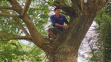 Cưa cây Me Tây khủng ngoài ruộng lúa / Saw the terrible Tamarind tree in the rice field | T337